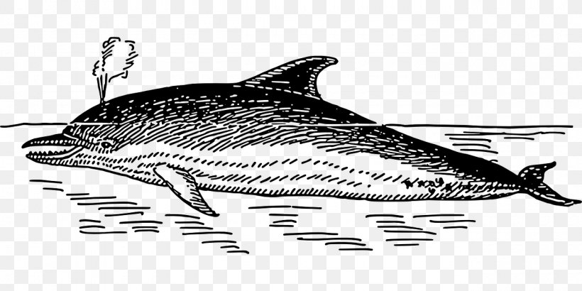 Dolphin Line Art Clip Art, PNG, 1280x640px, Dolphin, Art, Black And White, Drawing, Fauna Download Free