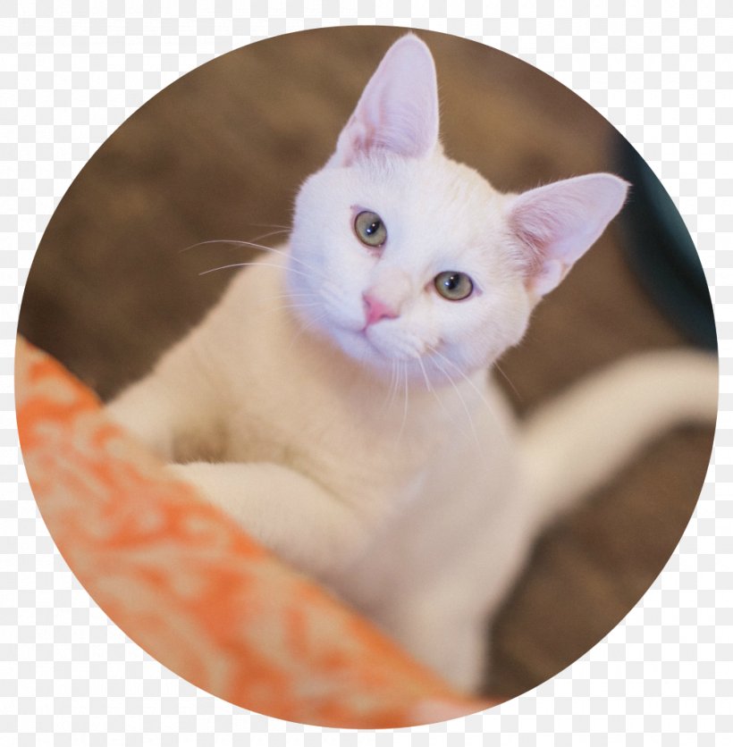 Kitten Khao Manee Whiskers Turkish Van American Wirehair, PNG, 1000x1020px, Kitten, American Wirehair, Animal Euthanasia, Animal Shelter, Carnivoran Download Free