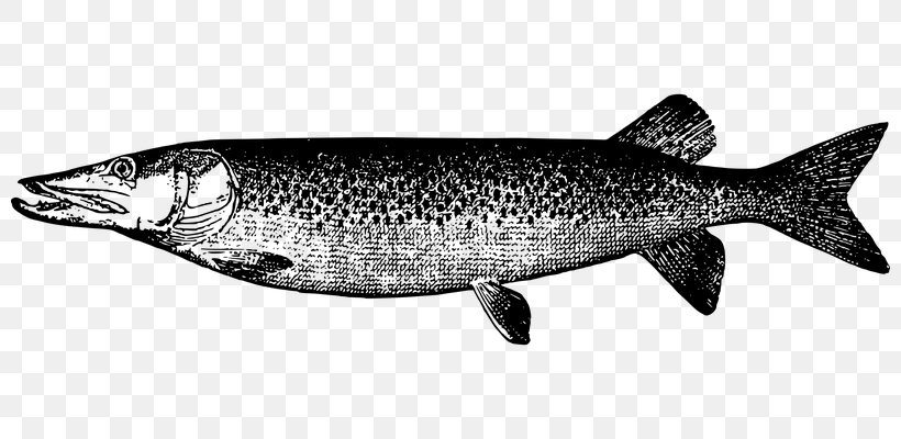 Muskellunge Clip Art, PNG, 800x400px, Muskellunge, Bony Fish, Coho, Drawing, Fauna Download Free