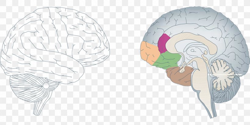 Neuroplasticity Brain Nervous System Agy Neuron, PNG, 960x480px, Watercolor, Cartoon, Flower, Frame, Heart Download Free