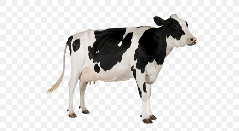 Livestock Beef Cattle Dairy Cattle Animal, PNG, 600x451px, Livestock, Animal, Animal Figure, Animal Husbandry, Beef Cattle Download Free