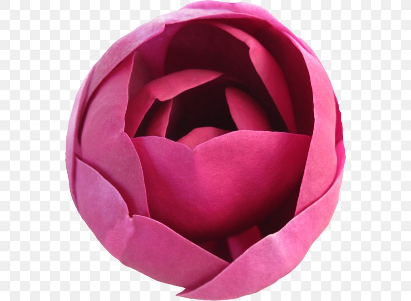 Garden Roses, PNG, 560x600px, Garden Roses, Flower, Flowering Plant, Lilium, Lotus Download Free