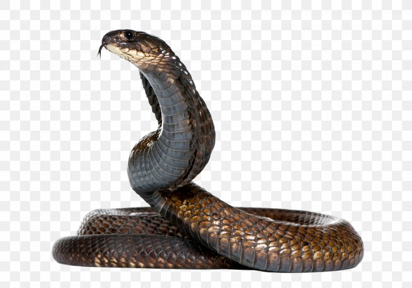 King Cobra Snake, PNG, 2236x1564px, Snake, Acrochordus Arafurae, Black Rat Snake, Cobra, Colubridae Download Free
