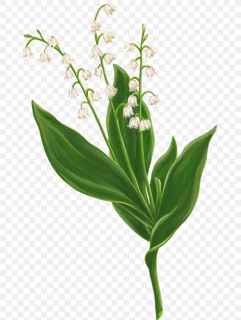 Lily Of The Valley Clip Art Image Drawing, PNG, 672x1089px, Lily Of The Valley, Botany, Cooktown Orchid, Digital Image, Drawing Download Free