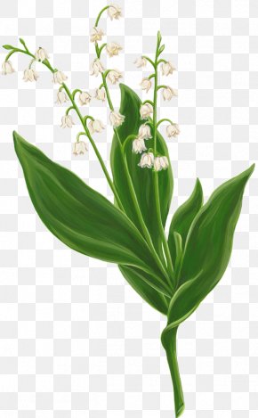 Lily Of The Valley Clip Art, PNG, 535x700px, Lily Of The Valley ...