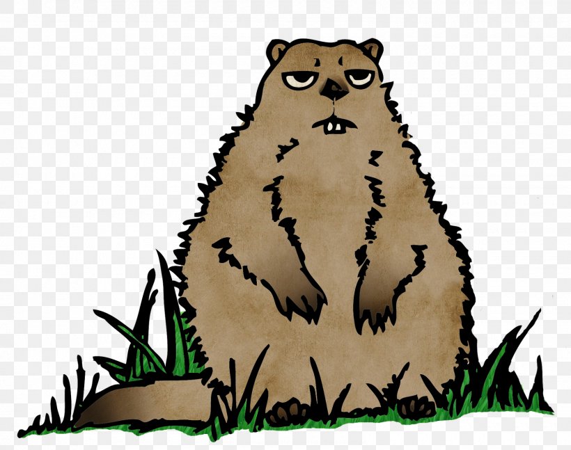 Cat Beaver Mammal Bear Whiskers, PNG, 1600x1264px, Cat, Animal, Beak, Bear, Beaver Download Free