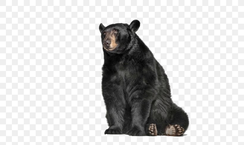 Grizzly Bear American Black Bear Image Graphis Inc., PNG, 700x490px, Grizzly Bear, Alaska Peninsula Brown Bear, American Black Bear, Andrew Zuckerman, Animal Download Free