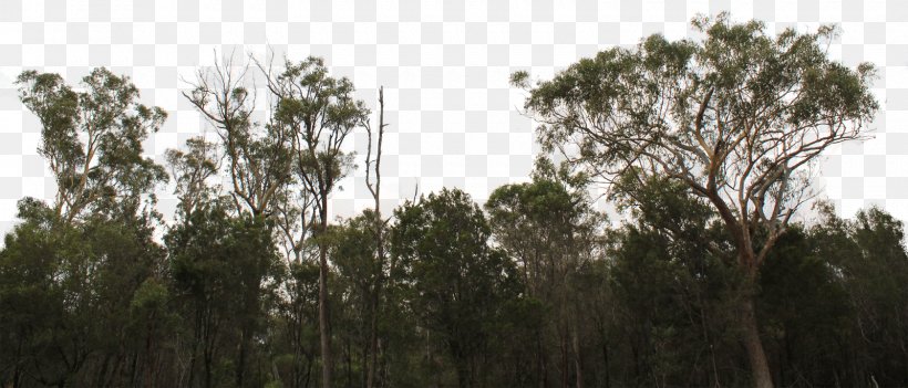 Tree Line Forest Shrub Image, PNG, 1600x685px, Tree, Biome, Branch, Crop, Drawing Download Free