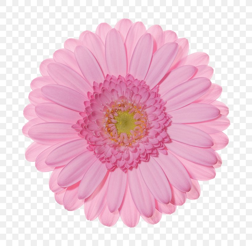Gerbera Jamesonii Pink Cut Flowers Color, PNG, 800x800px, Gerbera Jamesonii, Aster, Asterales, Chrysanths, Color Download Free
