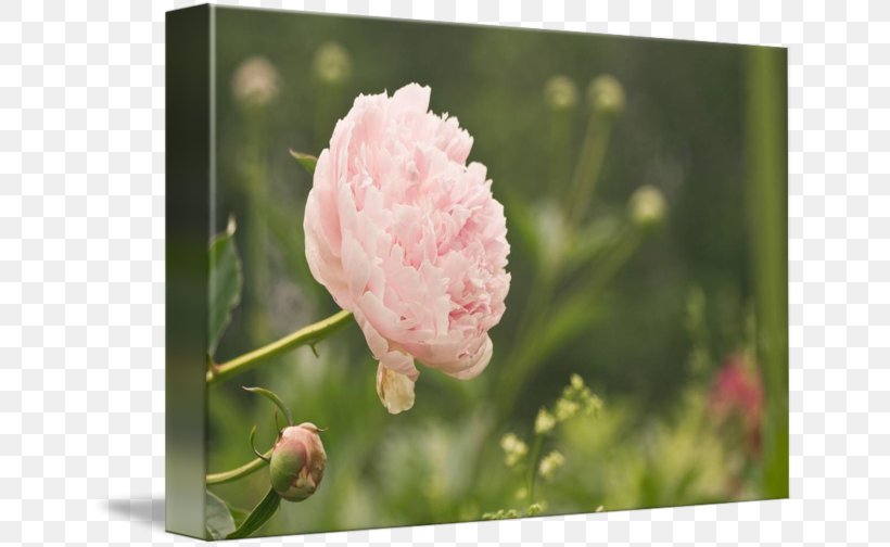 Peony Pink M Family Wildflower P!nk, PNG, 650x504px, Peony, Blossom, Bud, Family, Family Film Download Free