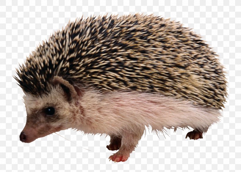 The Hedgehog And The Fox Rodent Clip Art, PNG, 1900x1361px, Hedgehog, Domesticated Hedgehog, Echidna, Erinaceidae, European Hedgehog Download Free