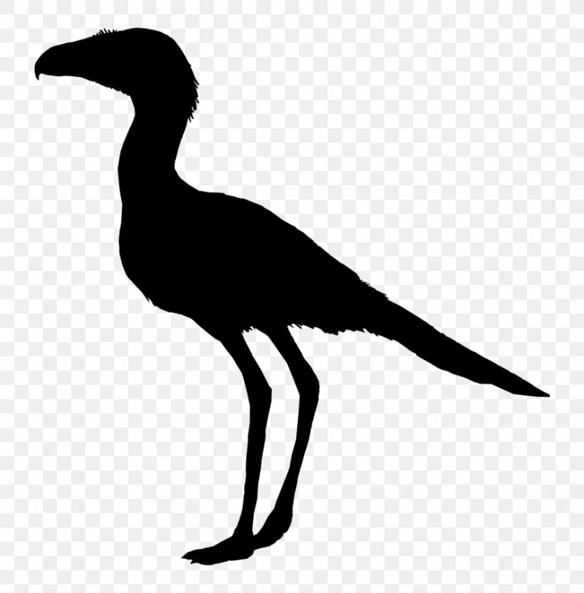 Beak Crane Seabird Clip Art, PNG, 887x901px, Beak, Bird, Black And White, Crane, Crane Like Bird Download Free