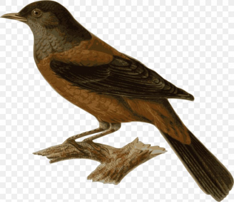 Bird Clip Art Image Vector Graphics Chestnut Thrush, PNG, 958x829px, Bird, Animal, Beak, Blackbird, Chestnut Thrush Download Free
