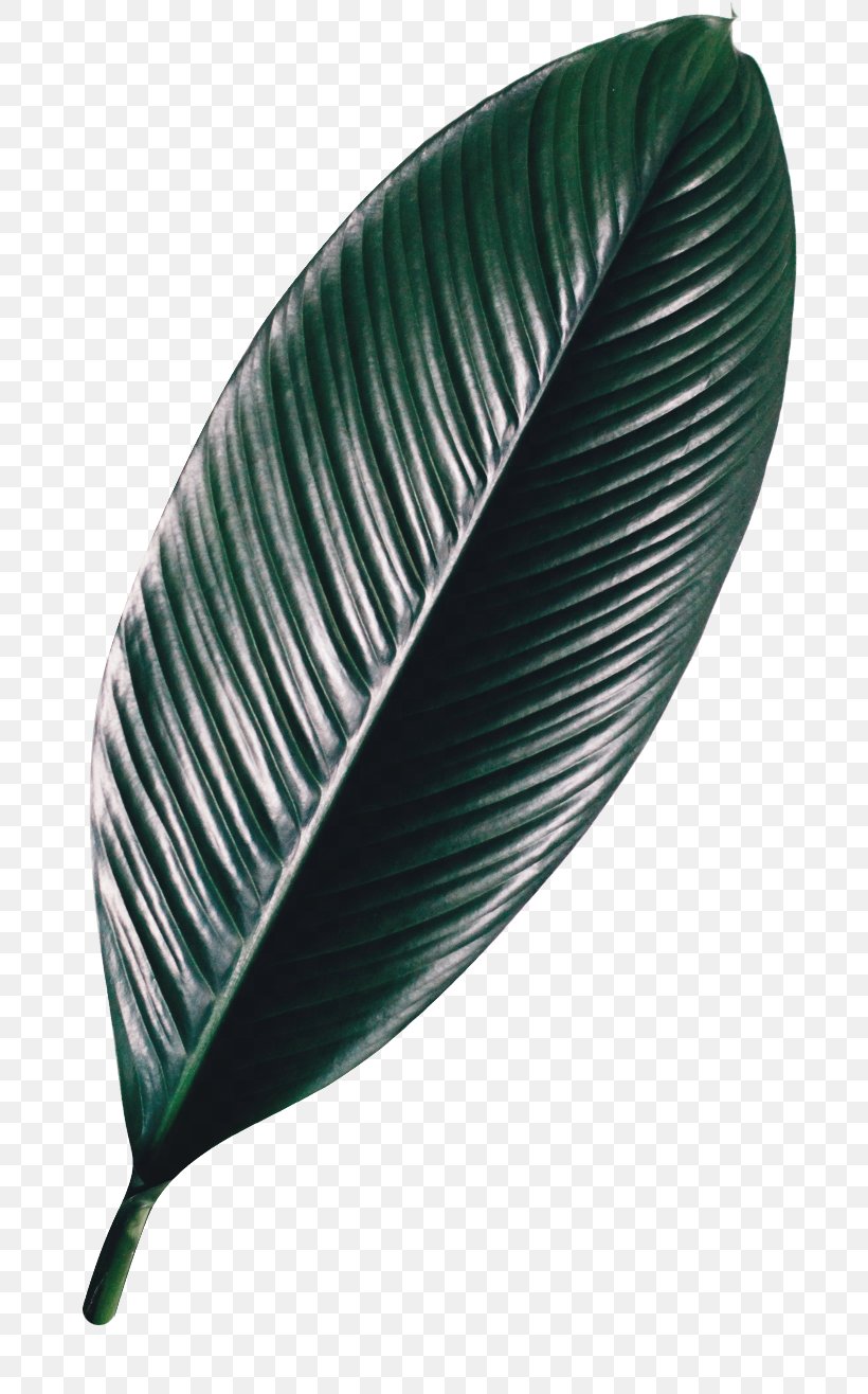 Leaf, PNG, 700x1316px, Leaf, Feather Download Free