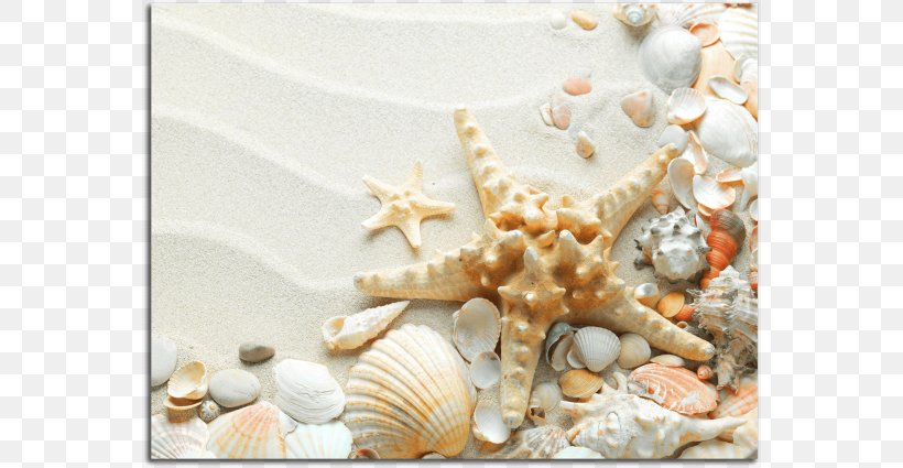 Seashell Starfish Beach Desktop Wallpaper, PNG, 670x425px, Seashell, Beach, Conchology, Iphone 8, Limpet Download Free