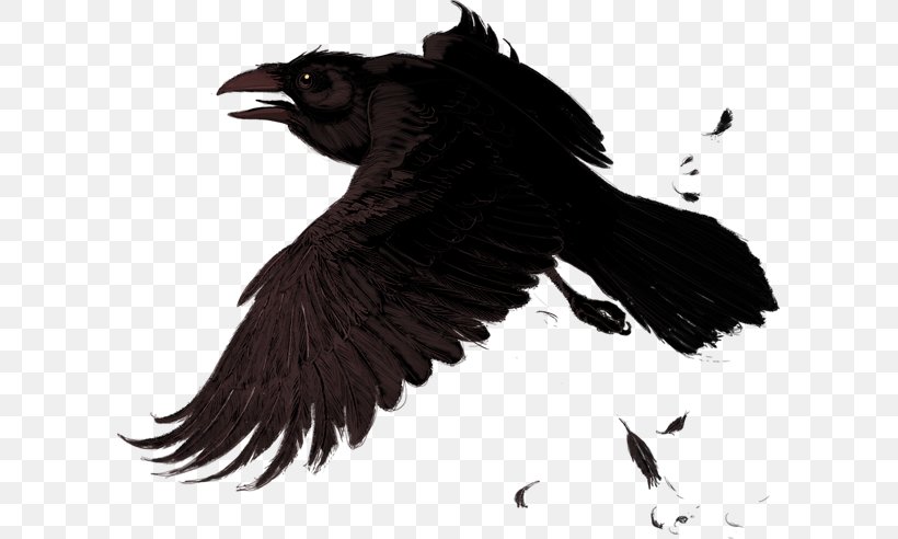 Common Raven American Crow Clip Art, PNG, 605x492px, Common Raven, American Crow, Beak, Bird, Black And White Download Free
