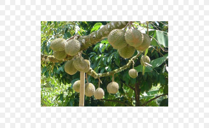 Durio Zibethinus Benih Tree Crop Fruit, PNG, 500x500px, Durio Zibethinus, Agar, Artocarpus, Benih, Budi Daya Download Free