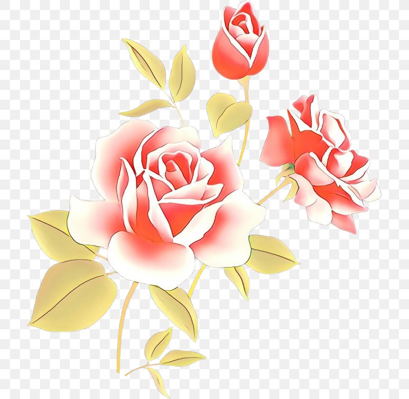 Garden Roses, PNG, 711x800px, Cartoon, Cut Flowers, Flower, Garden Roses, Petal Download Free