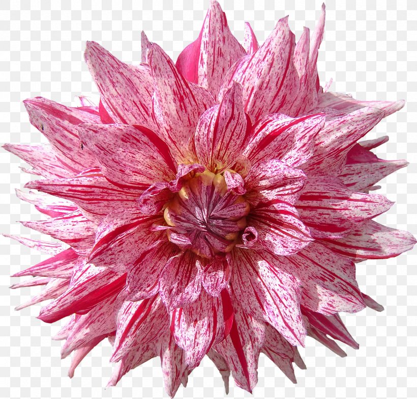 Dahlia Cut Flowers Petal, PNG, 1280x1223px, Dahlia, Annual Plant, Bud, Chrysanths, Computer Monitors Download Free