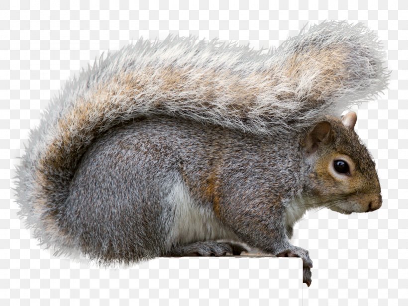 Eastern Gray Squirrel Gray Wolf Rodent Fox Squirrel, PNG, 1280x960px, Squirrel, Bird Feeders, Black Squirrel, California Ground Squirrel, Cape Ground Squirrel Download Free