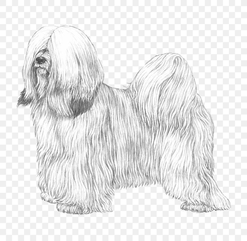 Havanese Dog Tibetan Terrier Lhasa Apso Maltese Dog Skye Terrier, PNG, 800x800px, Havanese Dog, Ancient Dog Breeds, Bearded Collie, Black And White, Breed Download Free