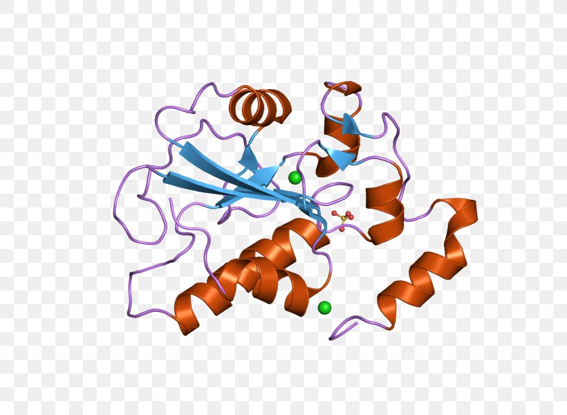 CDC25B Phosphatase Enzyme Gene, PNG, 800x600px, Phosphatase, Art, Art Museum, Chromosome, Enzyme Download Free