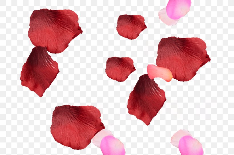 Petal Flower Photography, PNG, 700x544px, Petal, Albom, Blog, Drawing, Flower Download Free