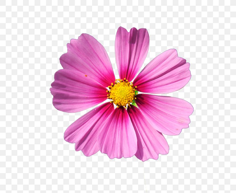 Cut Flowers Clip Art, PNG, 666x669px, Flower, Annual Plant, Aster, Blog, Cosmos Download Free