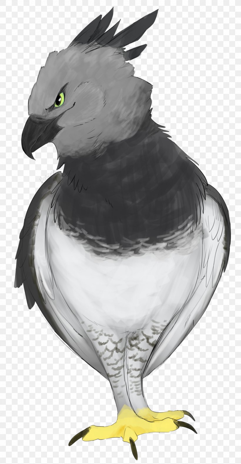 Eagle Chicken Hawk Vulture, PNG, 900x1737px, Eagle, Art, Beak, Bird, Bird Of Prey Download Free