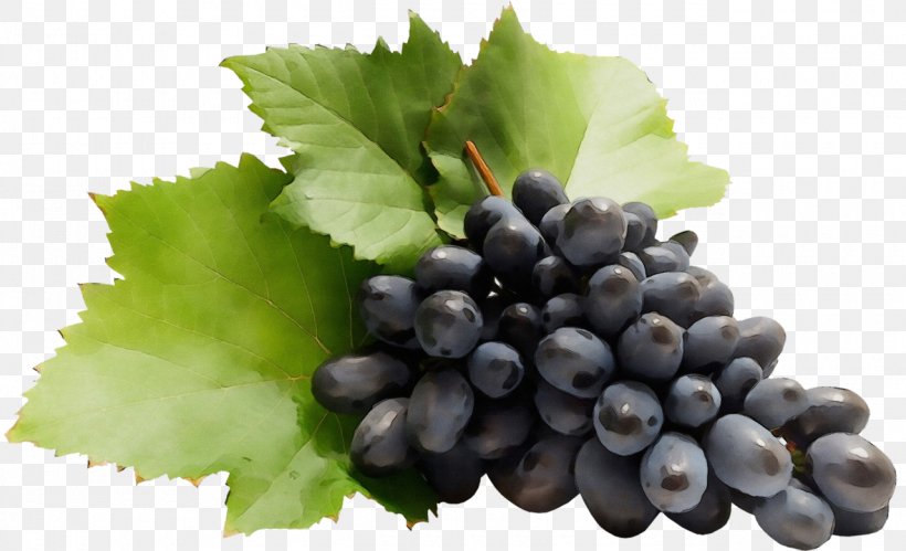 Grape Grape Leaves Grapevine Family Fruit Plant, PNG, 1280x780px, Watercolor, Berry, Blueberry, Food, Fruit Download Free