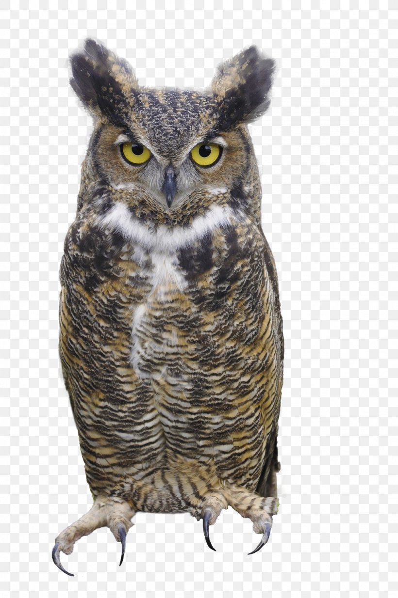 Great Horned Owl Eurasian Eagle-owl Bird Clip Art, PNG, 1024x1542px, Owl, Barred Owl, Beak, Bird, Bird Of Prey Download Free