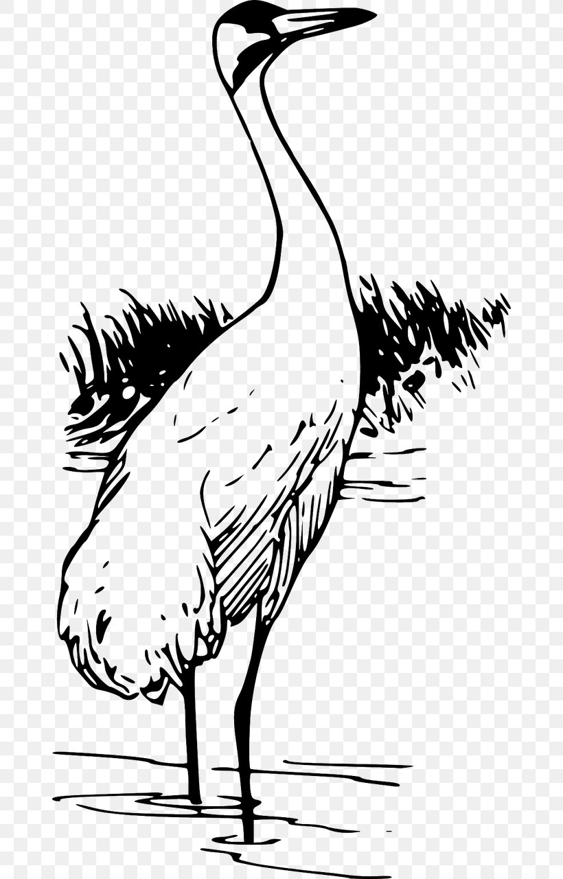 Whooping Crane Bird Clip Art, PNG, 668x1280px, Crane, Art, Artwork, Beak, Bird Download Free