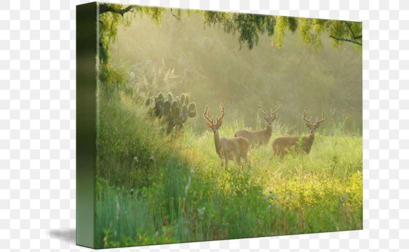 Wildlife Ecosystem Deer Fauna Grassland, PNG, 650x506px, Wildlife, Deer, Ecosystem, Fauna, Grass Download Free