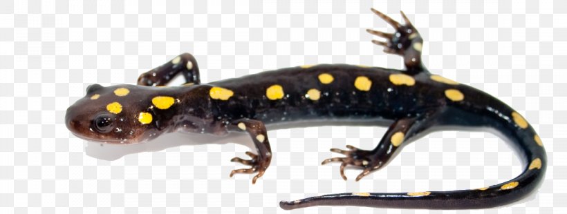 Blue-spotted Salamander Newt Marbled Salamander, PNG, 1148x434px, Salamander, Algae, Amphibian, Animal Figure, Eastern Newt Download Free