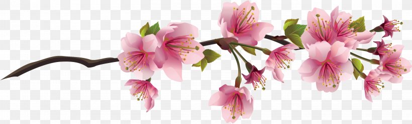 Cherry Blossom Branch Clip Art, PNG, 2830x856px, Cherry Blossom, Alstroemeriaceae, Blossom, Branch, Cherry Download Free