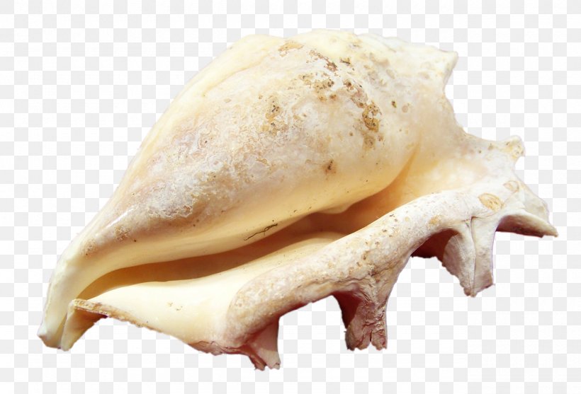 Clam Seashell Molluscs Mollusc Shell, PNG, 1280x870px, Clam, Animal Fat, Beach, Conch, Image File Formats Download Free