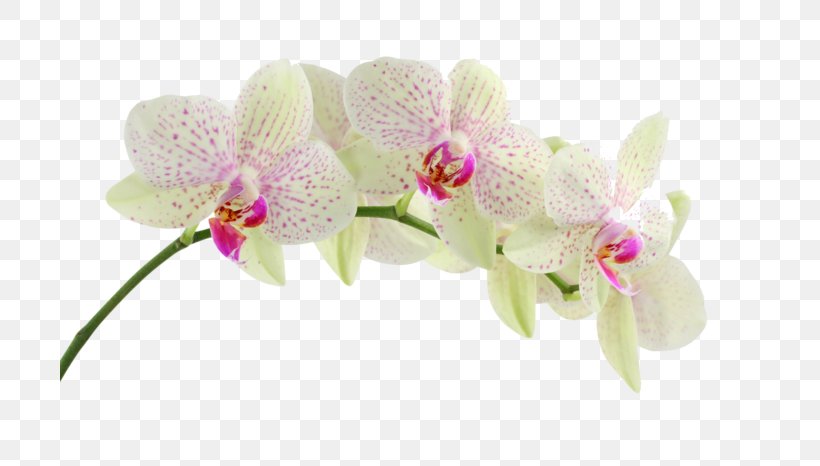 Desktop Wallpaper Flower Stock Photography, PNG, 699x466px, Flower, Cattleya Orchids, Cut Flowers, Flora, Floral Design Download Free