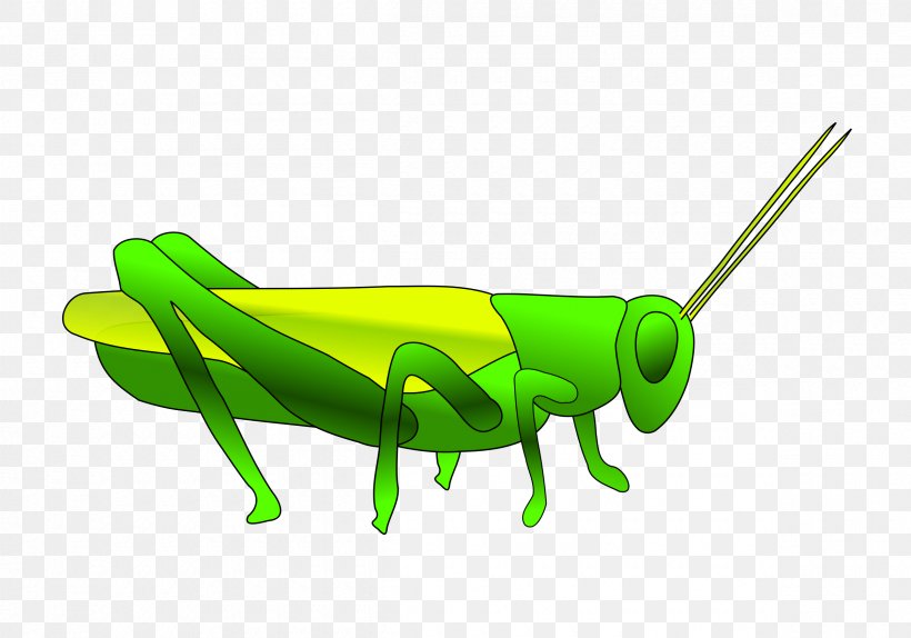 Grasshopper Clip Art, PNG, 2400x1680px, Grasshopper, Blog, Cricket Like Insect, Fauna, Grass Download Free