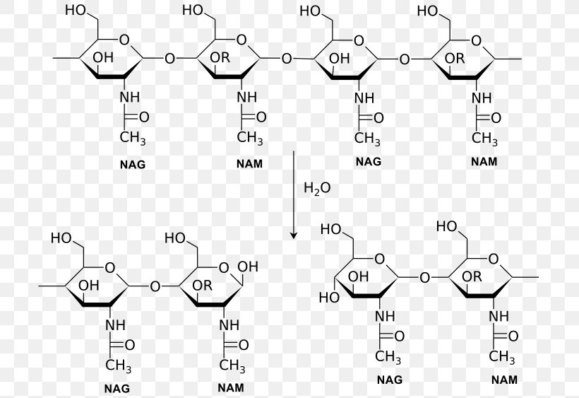 Lysozyme Enzyme Catalysis Chemical Reaction Glycoside Hydrolase, PNG, 719x563px, Lysozyme, Amylase, Area, Auto Part, Biochemistry Download Free
