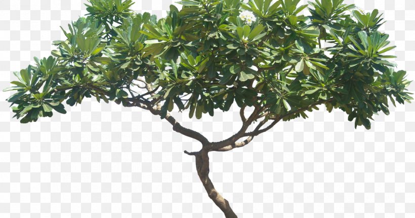 Plumeria Alba Tree Plant Shrub, PNG, 1108x582px, Plumeria Alba, Apocynaceae, Branch, Deciduous, Evergreen Download Free