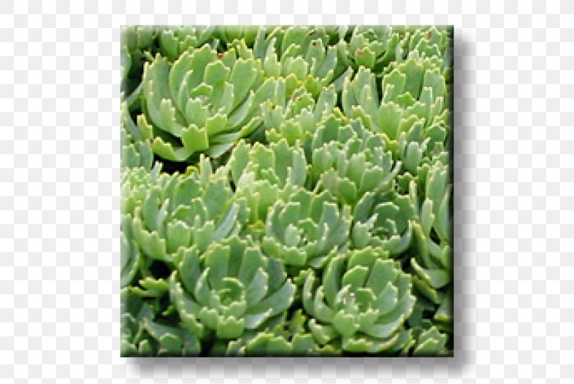 Sedum Spurium Houseleek Cactaceae Spanish Stonecrop Succulent Plant, PNG, 600x548px, Sedum Spurium, Cactaceae, Cactus, Crassulaceae, Delosperma Download Free