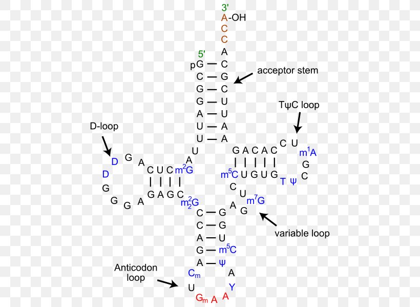 Transfer RNA Leucine—tRNA Ligase DNA Codon Messenger RNA, PNG, 482x599px, Watercolor, Cartoon, Flower, Frame, Heart Download Free