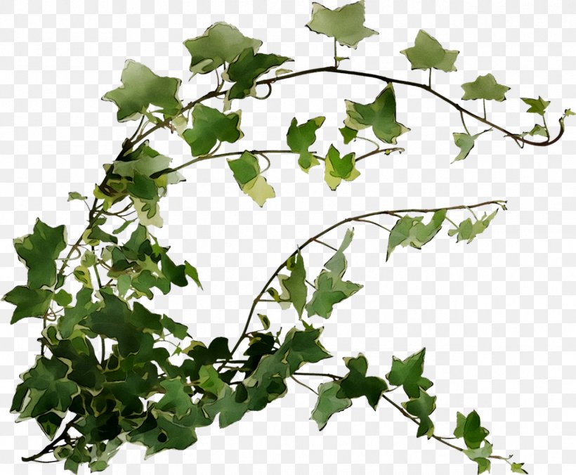 Grape Plane Trees Plant Stem Leaf Twig, PNG, 1269x1047px, Grape, Black Maple, Branch, Flower, Flowering Plant Download Free