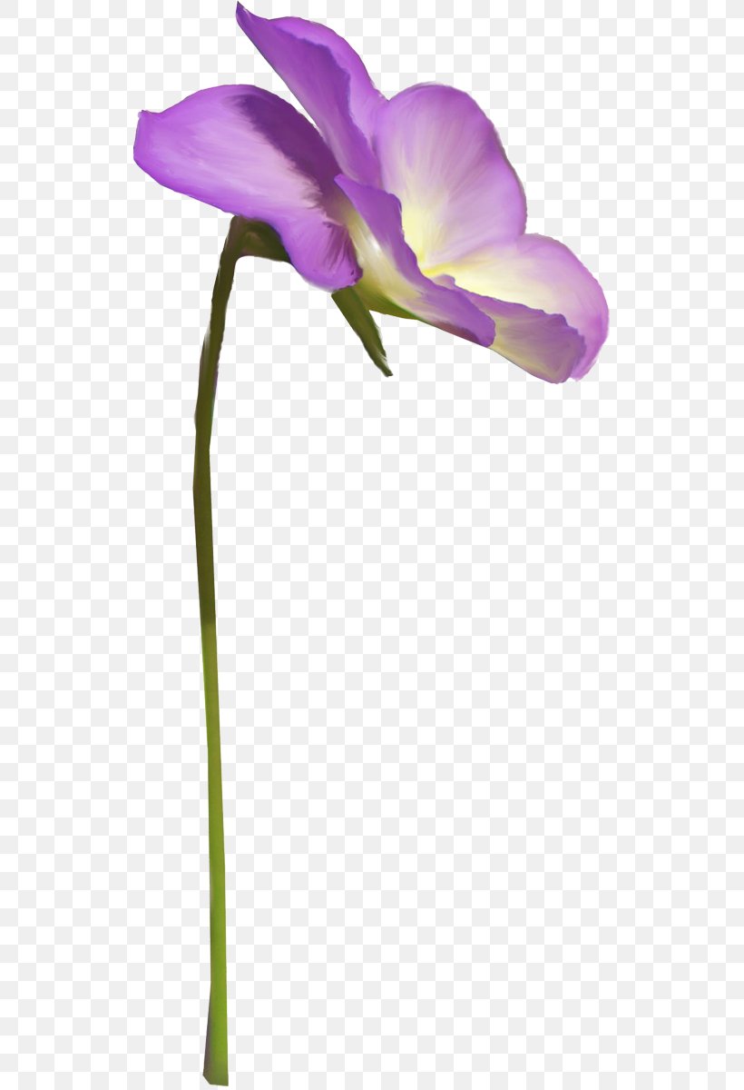 Moth Orchids Cut Flowers Plant Stem Herbaceous Plant, PNG, 526x1200px, Moth Orchids, Cut Flowers, Flora, Flower, Flowering Plant Download Free