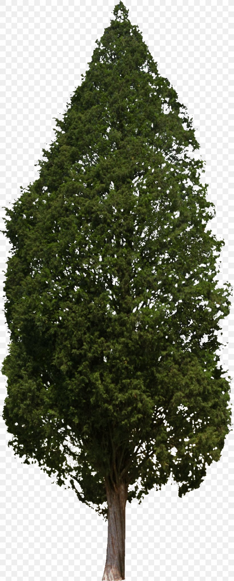 Tree Woody Plant Conifers Hinoki Cypress, PNG, 838x2080px, Tree, Biome, Branch, Conifer, Conifers Download Free