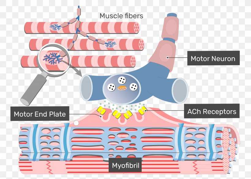 Muscle Contraction Cardiac Excitation-contraction Coupling Skeletal Muscle Excitation–contraction Coupling, PNG, 2500x1786px, Muscle Contraction, Acetylcholine, Area, Brand, Depolarization Download Free