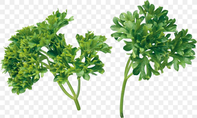 Pizza Herb Parsley Coriander, PNG, 2048x1235px, Pizza, Apiales, Chicken Soup, Condiment, Coriander Download Free