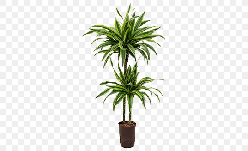 Dracaena Fragrans Dracaena Reflexa Var. Angustifolia Houseplant Dragon Tree Palm Trees, PNG, 500x500px, Dracaena Fragrans, Aechmea, Alocasia, Arecales, Dracaena Download Free