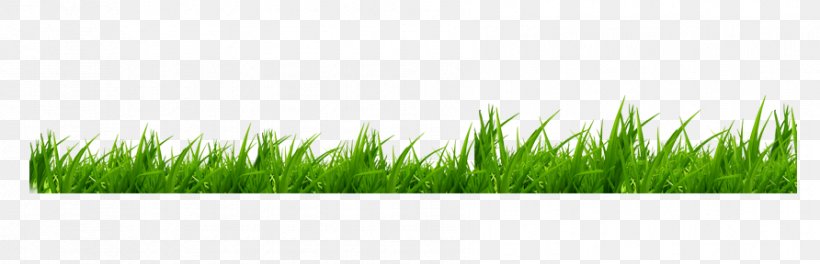 Icon, PNG, 892x288px, Wheatgrass, Defocus Aberration, Grass, Grass Family, Grasses Download Free