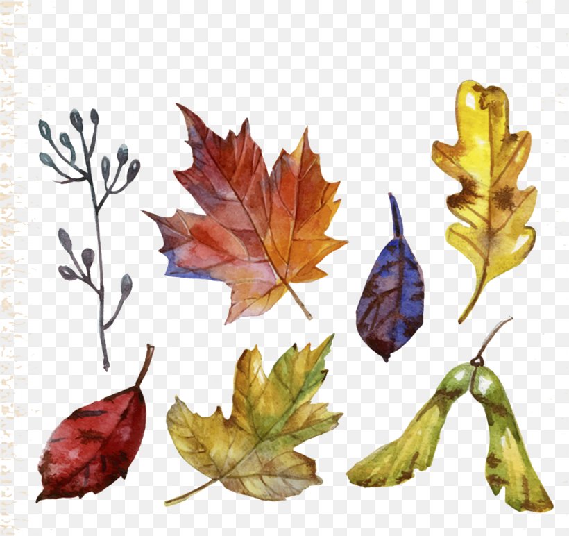 Leaf, PNG, 1024x965px, Autumn Leaves, Autumn, Autumn Leaf Color, Canvas, Canvas Print Download Free